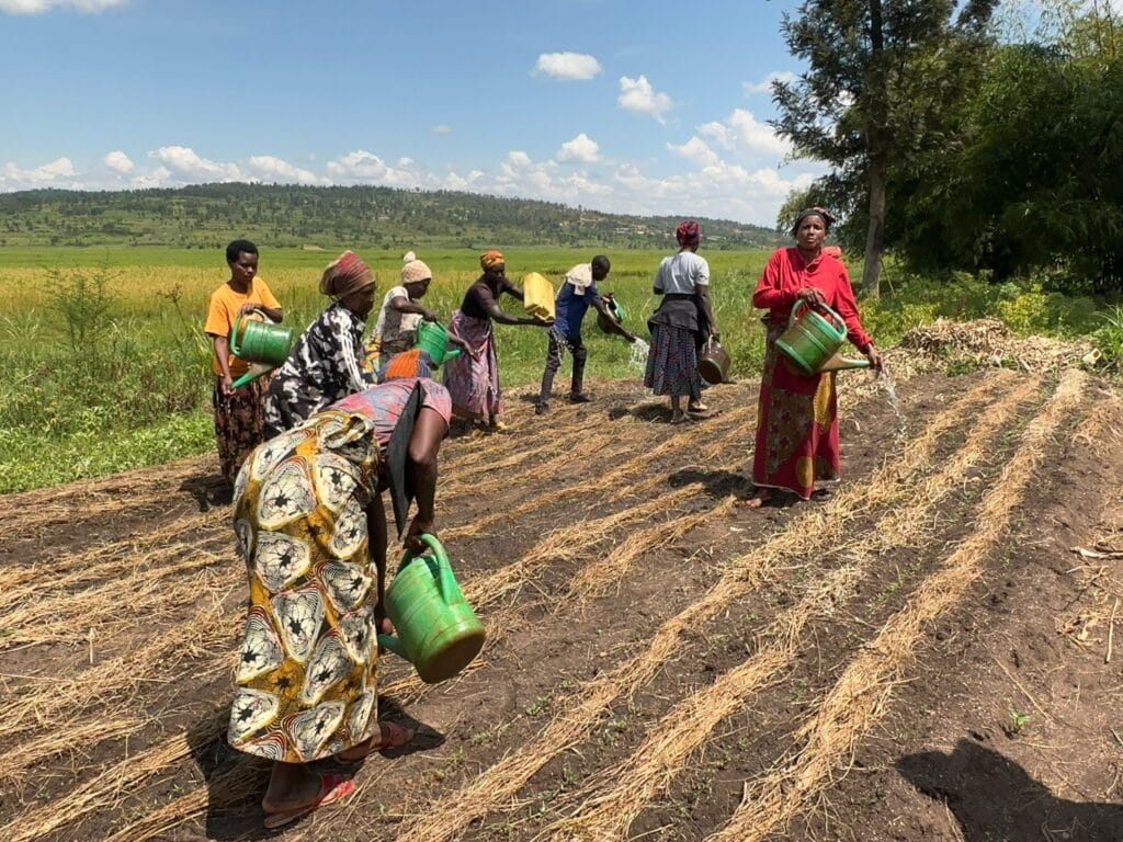 The expert team’s first field visit took them to the Coibeju farmers’ cooperative in Bugesera, a region increasingly affected by the impacts of climate change. During the visit, discussions focused on opportunities for solar-powered irrigation as a sustainable solution to strengthen agricultural resilience and improve water access for local farmers.